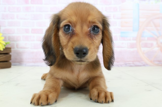 ミニチュア・ダックスフンド