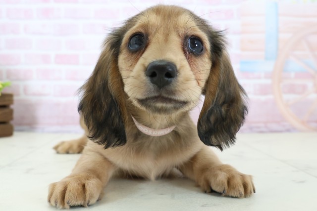 ミニチュア・ダックスフンド