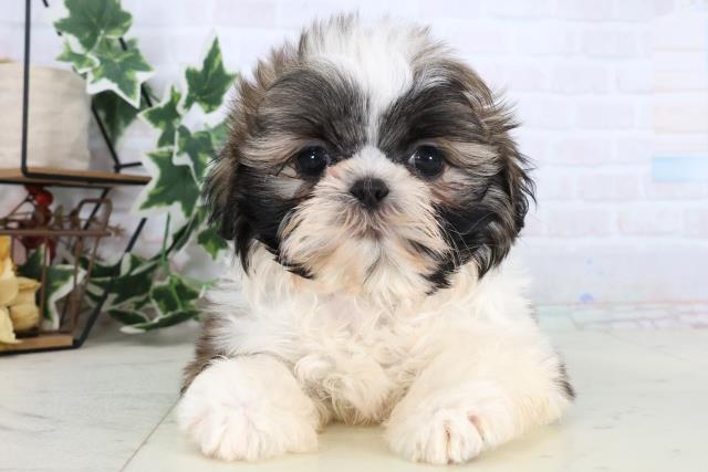 新潟県のシーズー (Coo&RIKU上越店/2025年12月24日生まれ/男の子/ゴールドホワイト)の子犬の1枚目の画像