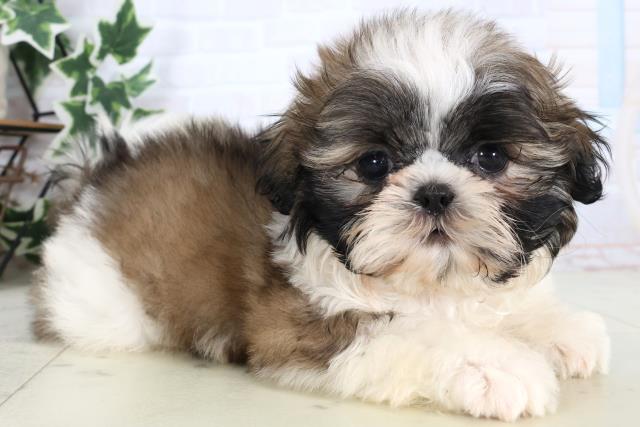 新潟県のシーズー (Coo&RIKU上越店/2025年12月24日生まれ/男の子/ゴールドホワイト)の子犬の2枚目の画像