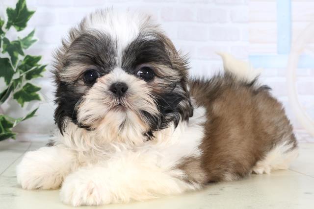 新潟県のシーズー (Coo&RIKU上越店/2025年12月24日生まれ/男の子/ゴールドホワイト)の子犬の3枚目の画像