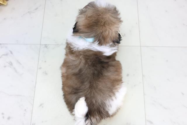 新潟県のシーズー (Coo&RIKU上越店/2025年12月24日生まれ/男の子/ゴールドホワイト)の子犬の4枚目の画像