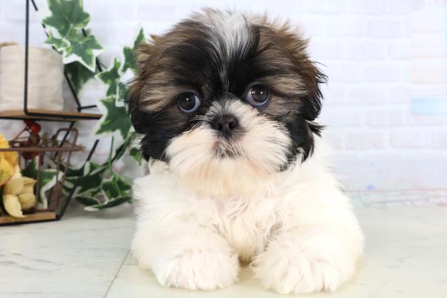 長野県のシーズー (Coo&RIKU綿半庄内店/2025年12月24日生まれ/男の子/ゴールドホワイト)の子犬の1枚目の画像