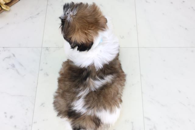 長野県のシーズー (Coo&RIKU綿半庄内店/2025年12月24日生まれ/男の子/ゴールドホワイト)の子犬の4枚目の画像