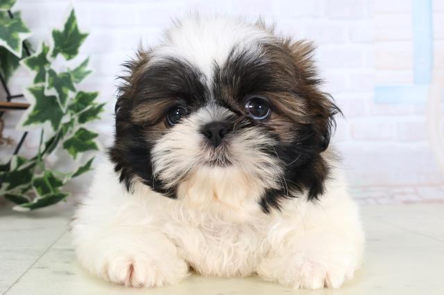 長野県のシーズー (Coo&RIKU綿半上田店/2025年12月24日生まれ/男の子/ゴールドホワイト)の子犬の1枚目の画像