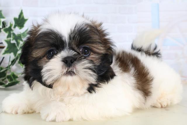 長野県のシーズー (Coo&RIKU綿半上田店/2025年12月24日生まれ/男の子/ゴールドホワイト)の子犬の3枚目の画像