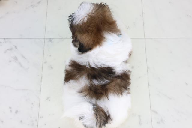 長野県のシーズー (Coo&RIKU綿半上田店/2025年12月24日生まれ/男の子/ゴールドホワイト)の子犬の4枚目の画像