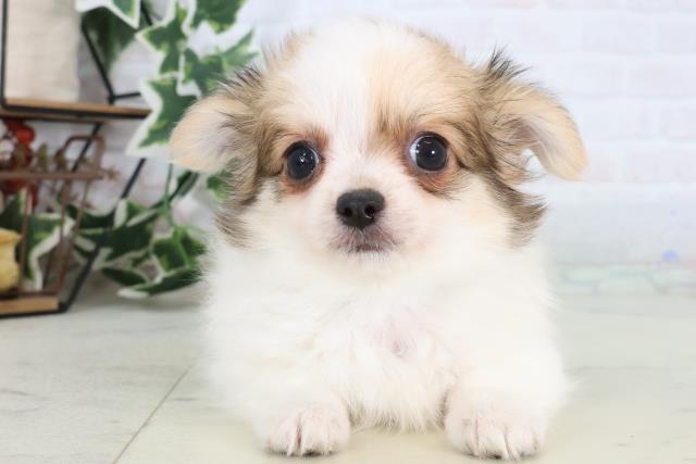 愛媛県のチワワ(ロング) (Coo&RIKU愛媛松山店/2025年12月24日生まれ/男の子/レッドホワイト)の子犬の1枚目の画像