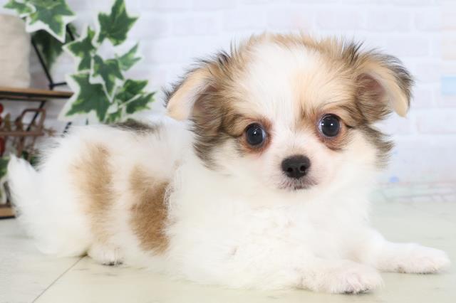 愛媛県のチワワ(ロング) (Coo&RIKU愛媛松山店/2025年12月24日生まれ/男の子/レッドホワイト)の子犬の2枚目の画像