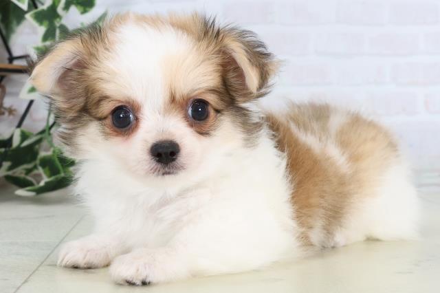 愛媛県のチワワ(ロング) (Coo&RIKU愛媛松山店/2025年12月24日生まれ/男の子/レッドホワイト)の子犬の3枚目の画像