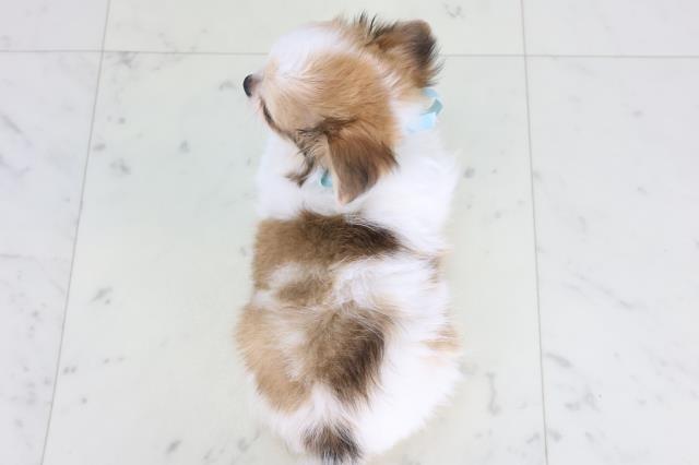 愛媛県のチワワ(ロング) (Coo&RIKU愛媛松山店/2025年12月24日生まれ/男の子/レッドホワイト)の子犬の4枚目の画像