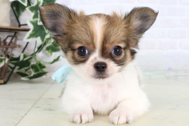 広島県のチワワ(ロング) (Coo&RIKUゆめタウン大竹店/2025年12月24日生まれ/男の子/レッドホワイト)の子犬の1枚目の画像