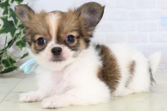 広島県のチワワ(ロング) (Coo&RIKUゆめタウン大竹店/2025年12月24日生まれ/男の子/レッドホワイト)の子犬の3枚目の画像