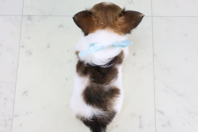 広島県のチワワ(ロング) (Coo&RIKUゆめタウン大竹店/2025年12月24日生まれ/男の子/レッドホワイト)の子犬の4枚目の画像