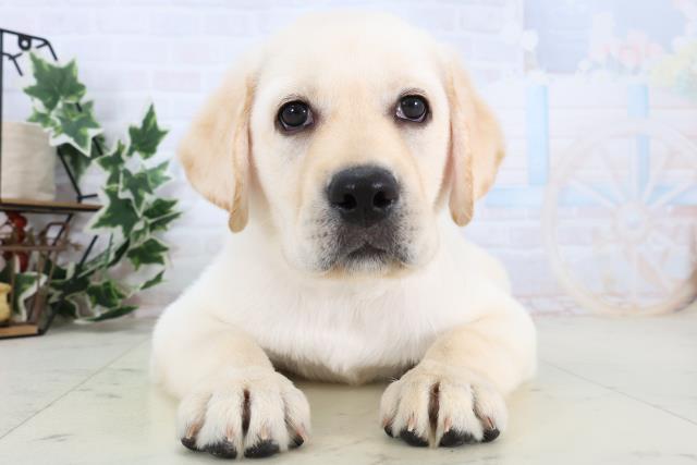 高知県のラブラドールレトリーバー (Coo&RIKU高知御座店/2025年12月24日生まれ/男の子/イエロー)の子犬の1枚目の画像