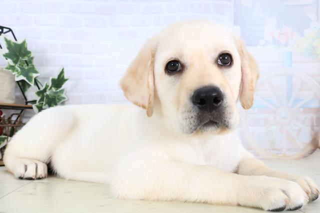 高知県のラブラドールレトリーバー (Coo&RIKU高知御座店/2025年12月24日生まれ/男の子/イエロー)の子犬の2枚目の画像