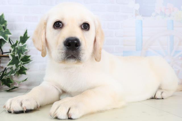 高知県のラブラドールレトリーバー (Coo&RIKU高知御座店/2025年12月24日生まれ/男の子/イエロー)の子犬の3枚目の画像