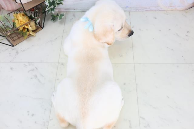 高知県のラブラドールレトリーバー (Coo&RIKU高知御座店/2025年12月24日生まれ/男の子/イエロー)の子犬の4枚目の画像