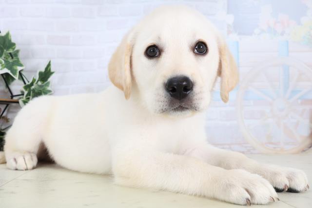 広島県のラブラドールレトリーバー (Coo&RIKU東広島店/2025年12月24日生まれ/男の子/イエロー)の子犬の2枚目の画像