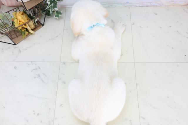 広島県のラブラドールレトリーバー (Coo&RIKU東広島店/2025年12月24日生まれ/男の子/イエロー)の子犬の4枚目の画像