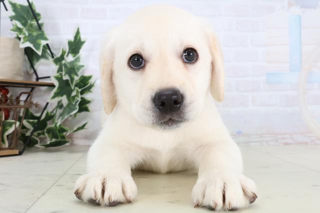 岡山県のラブラドールレトリーバー (Coo&RIKU岡山店/2025年12月24日生まれ/女の子/イエロー)の子犬の1枚目の画像