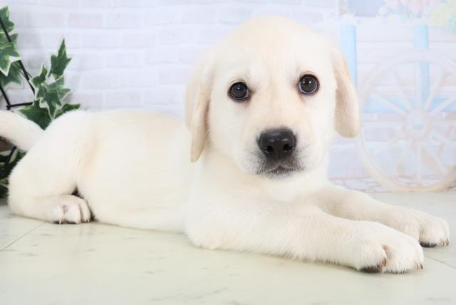 岡山県のラブラドールレトリーバー (Coo&RIKU岡山店/2025年12月24日生まれ/女の子/イエロー)の子犬の2枚目の画像