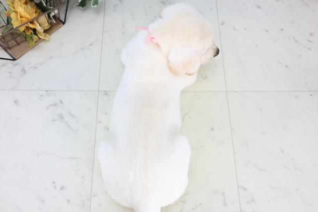 岡山県のラブラドールレトリーバー (Coo&RIKU岡山店/2025年12月24日生まれ/女の子/イエロー)の子犬の4枚目の画像