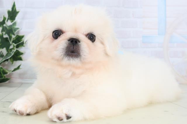 静岡県のペキニーズ (Coo&RIKU富士店/2025年12月24日生まれ/男の子/ホワイト)の子犬の3枚目の画像