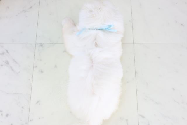 静岡県のペキニーズ (Coo&RIKU富士店/2025年12月24日生まれ/男の子/ホワイト)の子犬の4枚目の画像