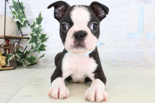 ボストンテリア