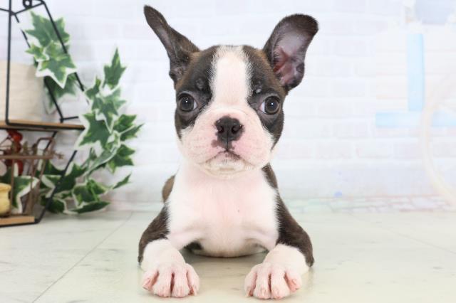 ボストンテリア