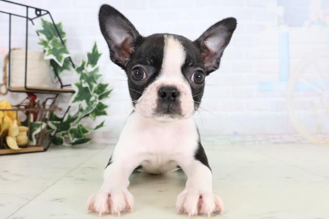 ボストンテリア