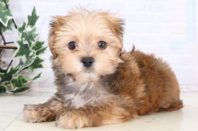 広島県のマルキー/マルヨーキー(マルチーズ×ヨークシャーテリア) (Coo&RIKU東広島店/2025年12月24日生まれ/男の子/レッドホワイト)の子犬の3枚目の画像