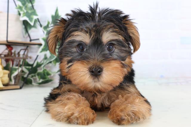 ヨークシャーテリア