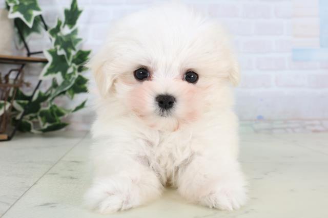 長野県のマルチーズ (Coo&RIKU綿半中野店/2025年12月27日生まれ/女の子/ホワイト)の子犬の1枚目の画像