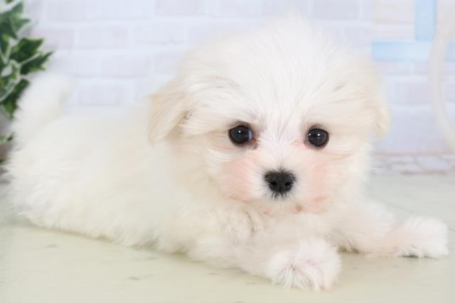 長野県のマルチーズ (Coo&RIKU綿半中野店/2025年12月27日生まれ/女の子/ホワイト)の子犬の2枚目の画像
