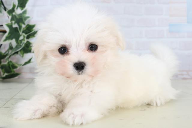 長野県のマルチーズ (Coo&RIKU綿半中野店/2025年12月27日生まれ/女の子/ホワイト)の子犬の3枚目の画像