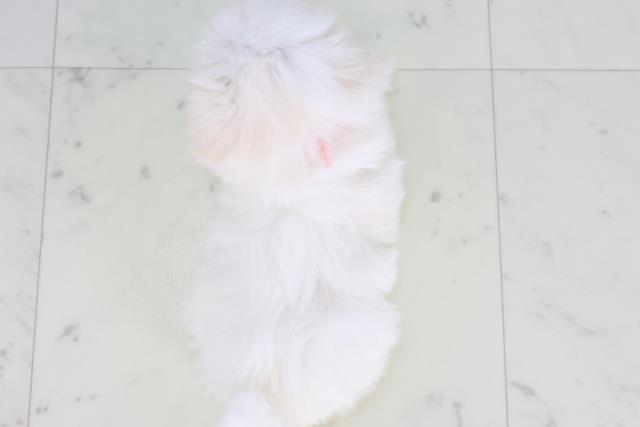 長野県のマルチーズ (Coo&RIKU綿半中野店/2025年12月27日生まれ/女の子/ホワイト)の子犬の4枚目の画像