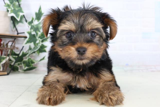 ヨークシャーテリア