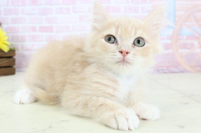 新潟県のサイベリアン (Coo&RIKU長岡店/2025年12月6日生まれ/男の子/クリームタビーホワイト)の子猫の2枚目の画像