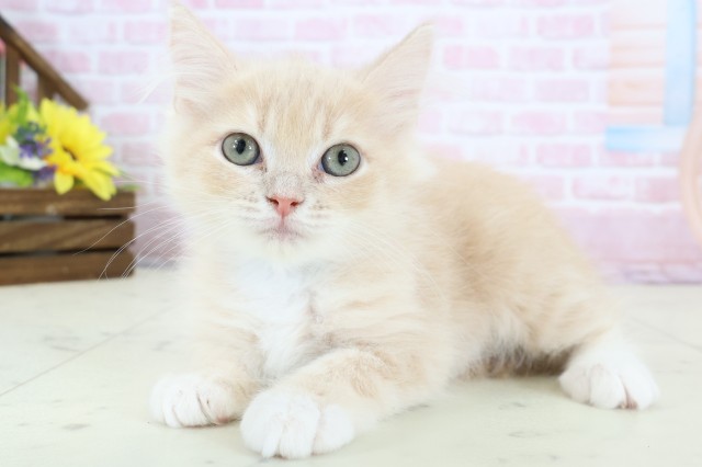 新潟県のサイベリアン (Coo&RIKU長岡店/2025年12月6日生まれ/男の子/クリームタビーホワイト)の子猫の3枚目の画像