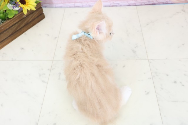 新潟県のサイベリアン (Coo&RIKU長岡店/2025年12月6日生まれ/男の子/クリームタビーホワイト)の子猫の4枚目の画像