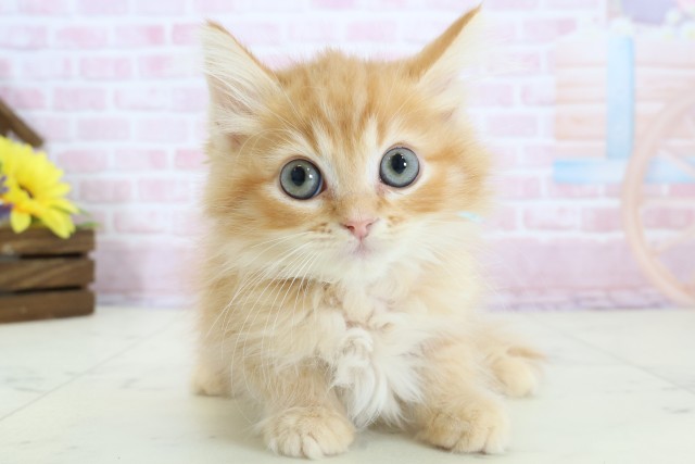 新潟県のサイベリアン (Coo&RIKUイオンモール新発田店/2025年12月6日生まれ/男の子/レッドタビーホワイト)の子猫の1枚目の画像