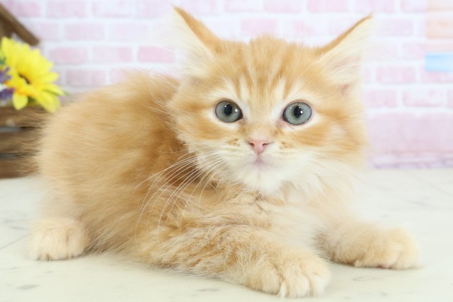 新潟県のサイベリアン (Coo&RIKUイオンモール新発田店/2025年12月6日生まれ/男の子/レッドタビーホワイト)の子猫の2枚目の画像