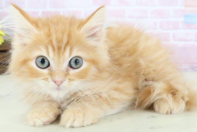 新潟県のサイベリアン (Coo&RIKUイオンモール新発田店/2025年12月6日生まれ/男の子/レッドタビーホワイト)の子猫の3枚目の画像