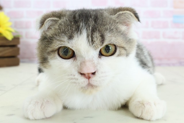 スコティッシュフォールド