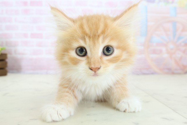 島根県のノルウェージャンフォレストキャット (Coo&RIKU出雲店/2025年12月25日生まれ/男の子/レッドタビーホワイト)の子猫の1枚目の画像