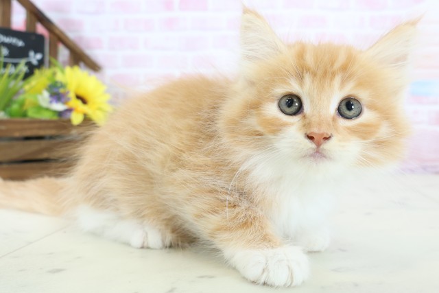 島根県のノルウェージャンフォレストキャット (Coo&RIKU出雲店/2025年12月25日生まれ/男の子/レッドタビーホワイト)の子猫の2枚目の画像