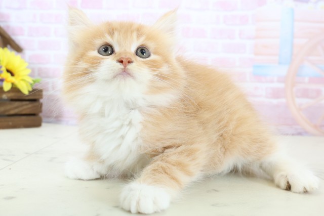 島根県のノルウェージャンフォレストキャット (Coo&RIKU出雲店/2025年12月25日生まれ/男の子/レッドタビーホワイト)の子猫の3枚目の画像