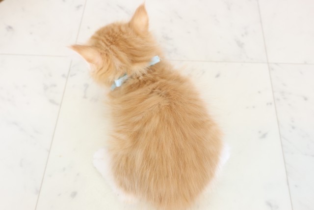 島根県のノルウェージャンフォレストキャット (Coo&RIKU出雲店/2025年12月25日生まれ/男の子/レッドタビーホワイト)の子猫の4枚目の画像